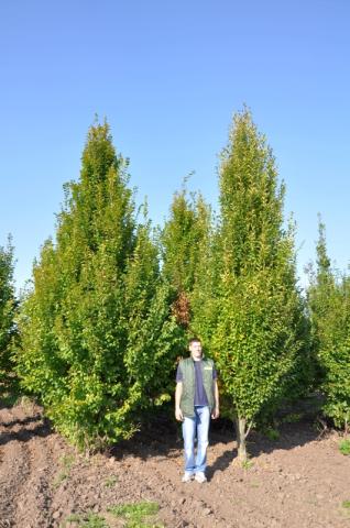 Carpinus bet. 'Fastigiata'